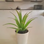 Miklosiceva
